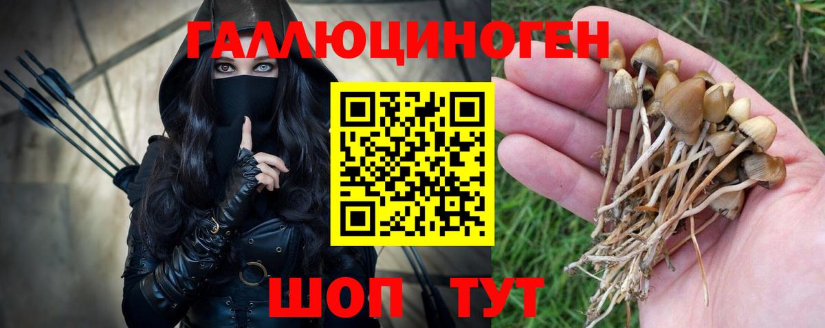 Богородицк  Псилоцибиновые грибы Psilocybe  Вход с VPN 